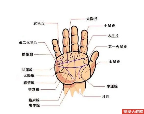 手相学：从手掌的形状、纹路、颜色可以看出一个人的身体健康状况